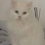 cat, white_cat, fluffy, pet, animal, indoor, soft, furry, cute, sitting, domestic_cat, feline, closeup, mammal, whiskers, ears, eyes, blurred, cozy, resting