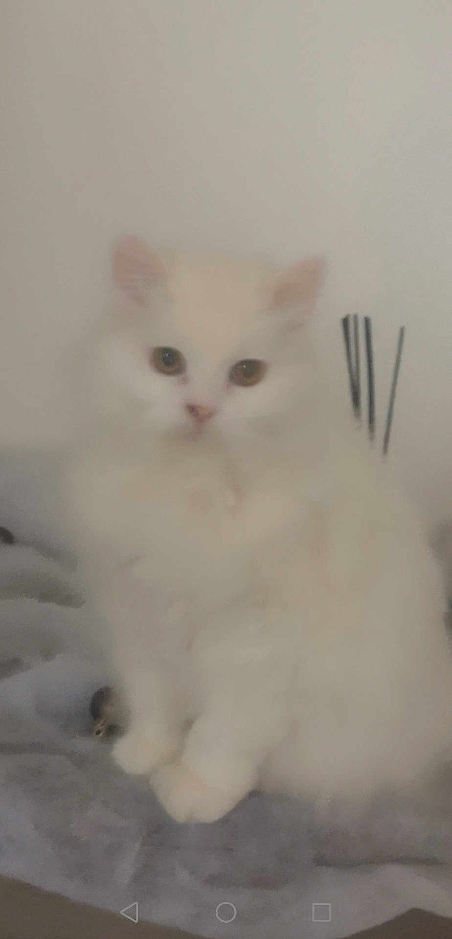 Bianca a rejoint le concours — aidez-le/la à gagner de superbes lots ! cat, white_cat, fluffy, pet, animal, indoor, soft, furry, cute, sitting, domestic_cat, feline, closeup, mammal, whiskers, ears, eyes, blurred, cozy, resting