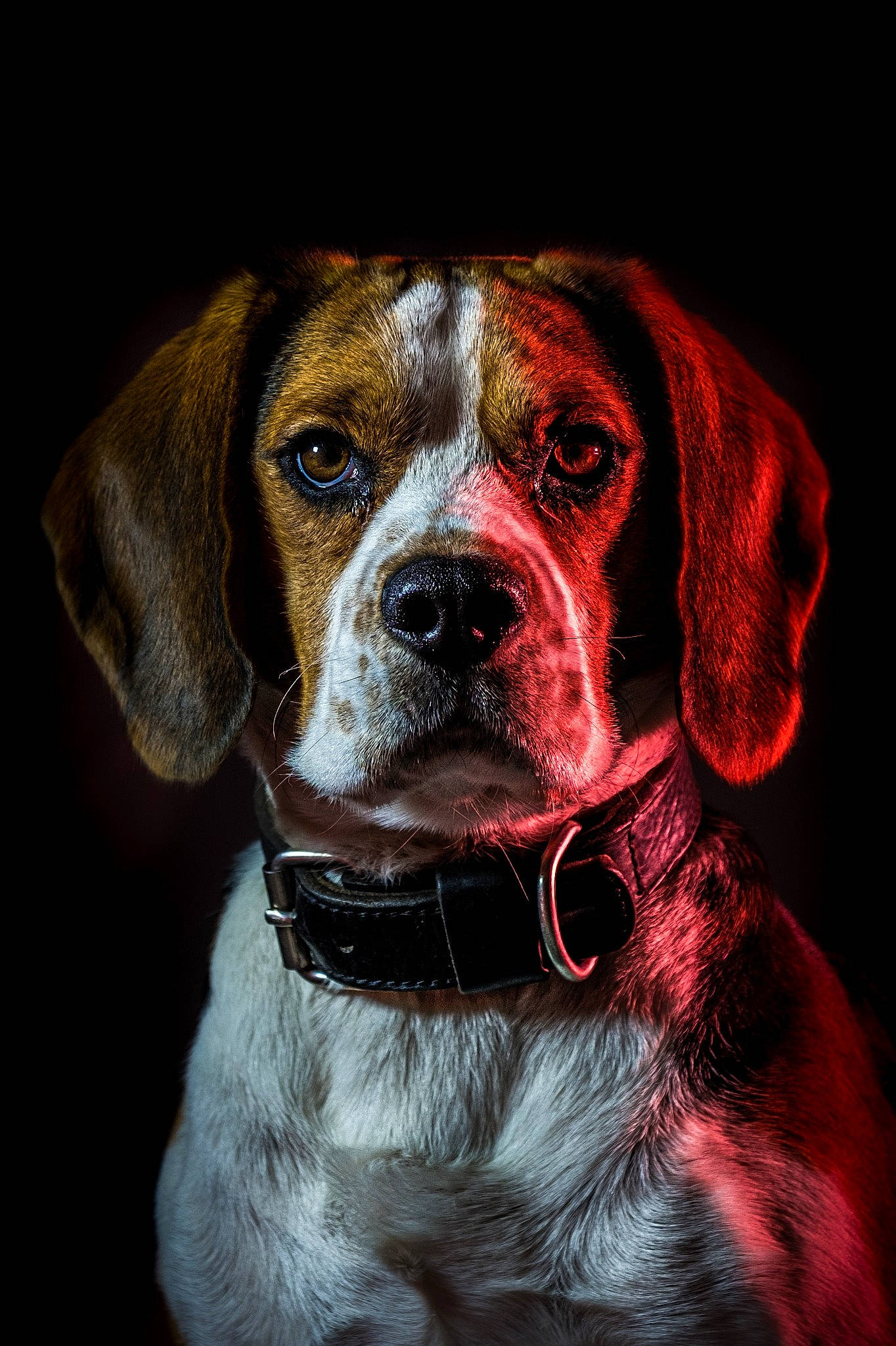 Amadeus participe au concours pour gagner de l'argent avec cette photo : canidae, carnivore, collar, companion_dog, dog, dog_breed, dog_collar, fawn, fur, hunting_dog, liver, non_sporting_group, snout, sporting_group, whiskers, working_animal