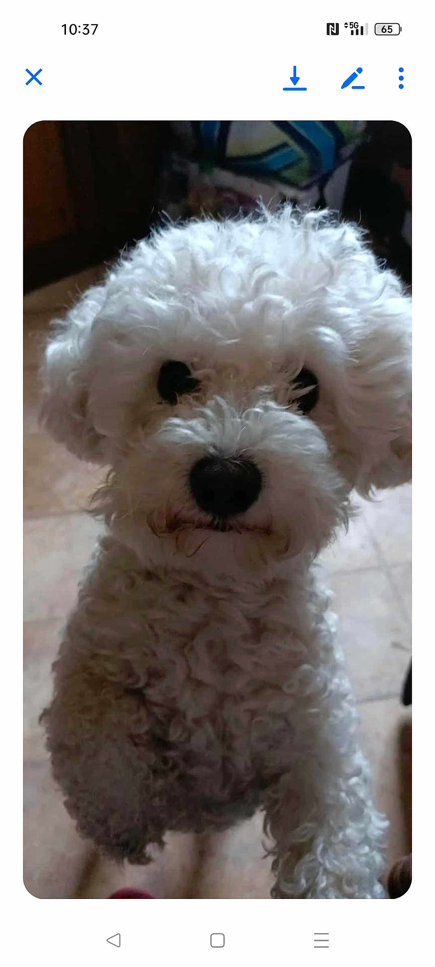 Haribo a rejoint le concours — aidez-le/la à gagner de superbes lots ! dog, white_dog, curly_fur, pet, indoor, floor, cute, animal, small_dog, looking_up, fur, canine, companion, friendly, domestic_animal, portrait, curly_coat, standing, close_up, adorable