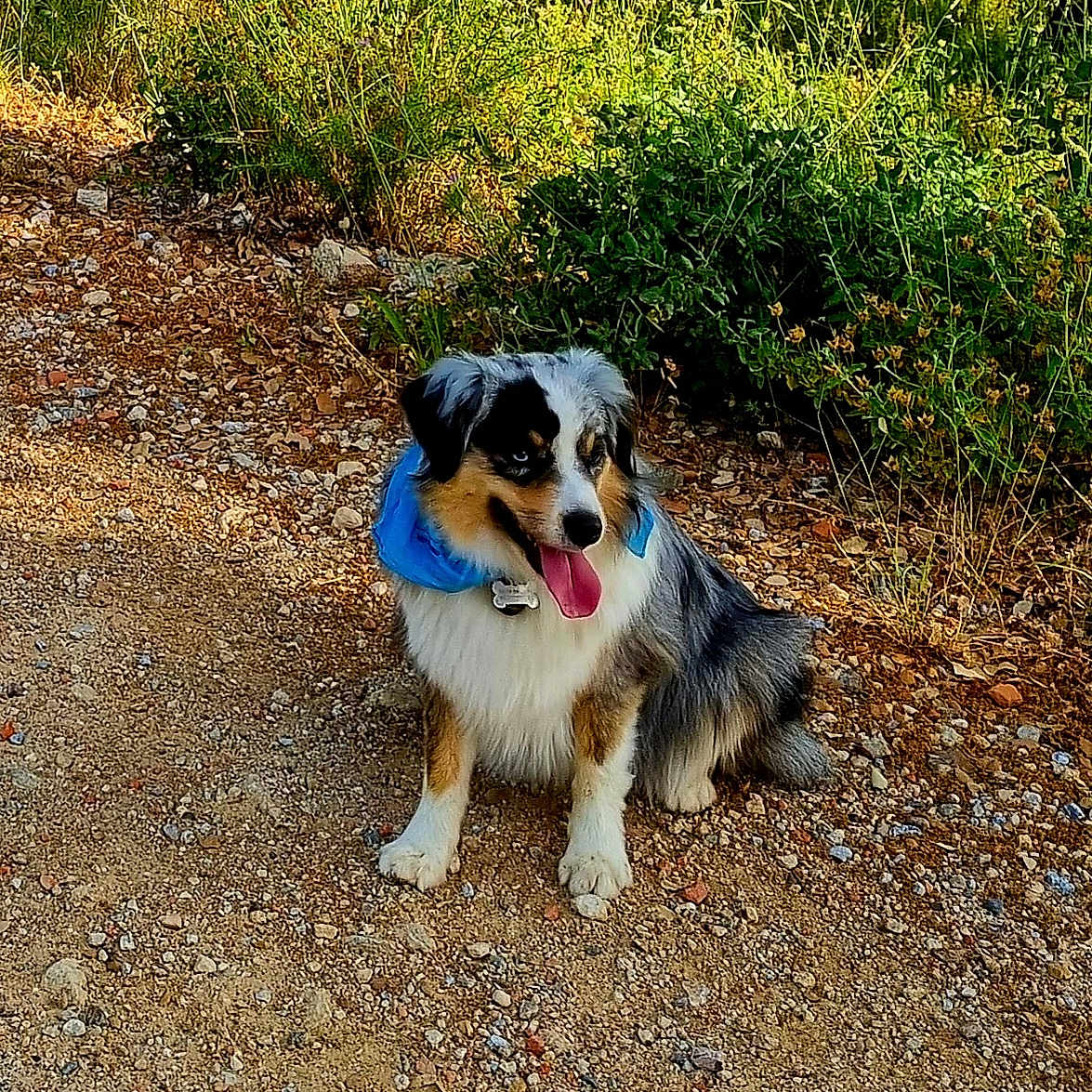 Utopie participe au concours pour gagner de l'argent avec cette photo : animal, blue_bandana, bush, canine, collar, daylight, dog, ears, fur, grass, gravel, happy, mammal, nature, outdoor, pet, sitting, sunlight, tongue_out, walking_path