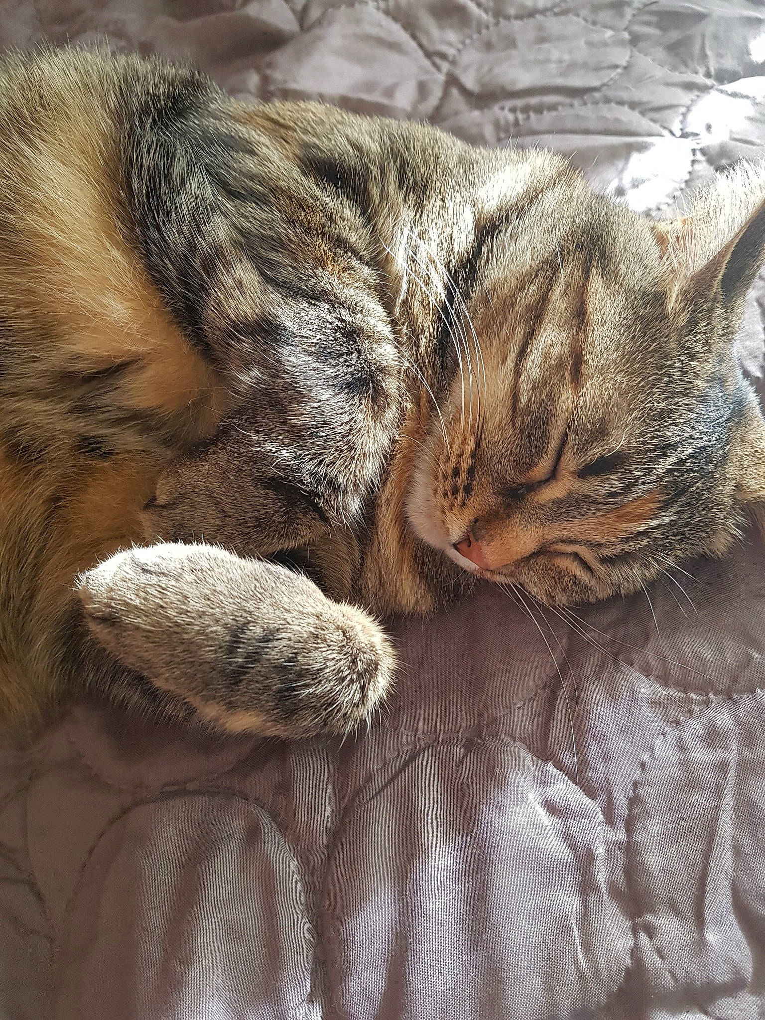 Pooky a rejoint le concours — aidez-le/la à gagner de superbes lots ! american_shorthair, asian, california_spangled, carnivore, cat, domestic_short_haired_cat, dragon_li, european_shorthair, eye, felidae, fur, nap, paw, pixie_bob, sleep, small_to_medium_sized_cats, snout, tabby_cat, whiskers, wild_cat