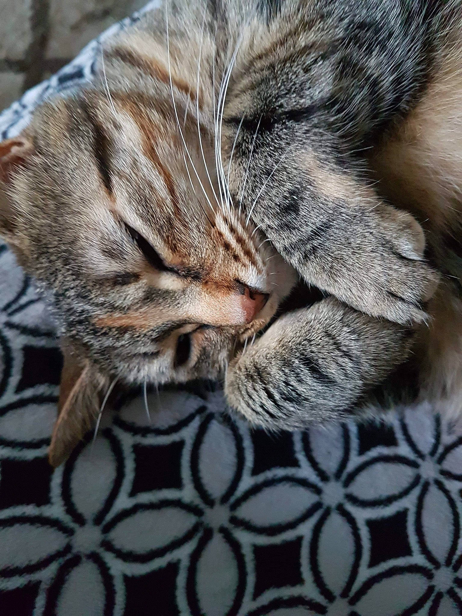 Pooky participe au concours pour gagner de l'argent avec cette photo : american_shorthair, asian, carnivore, cat, claw, domestic_short_haired_cat, dragon_li, egyptian_mau, european_shorthair, felidae, fur, nap, ocicat, paw, pixie_bob, sleep, small_to_medium_sized_cats, snout, tabby_cat, whiskers