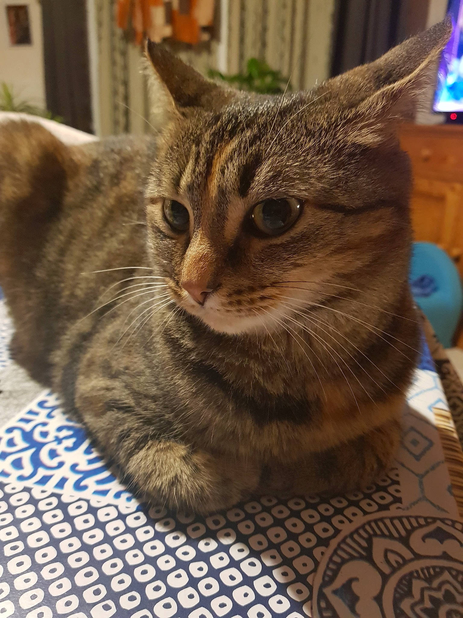 Pooky a rejoint le concours — aidez-le/la à gagner de superbes lots ! aegean_cat, american_shorthair, american_wirehair, asian, australian_mist, california_spangled, carnivore, cat, domestic_short_haired_cat, dragon_li, european_shorthair, felidae, german_rex, mammal, pixie_bob, small_to_medium_sized_cats, snout, tabby_cat, vertebrate, whiskers