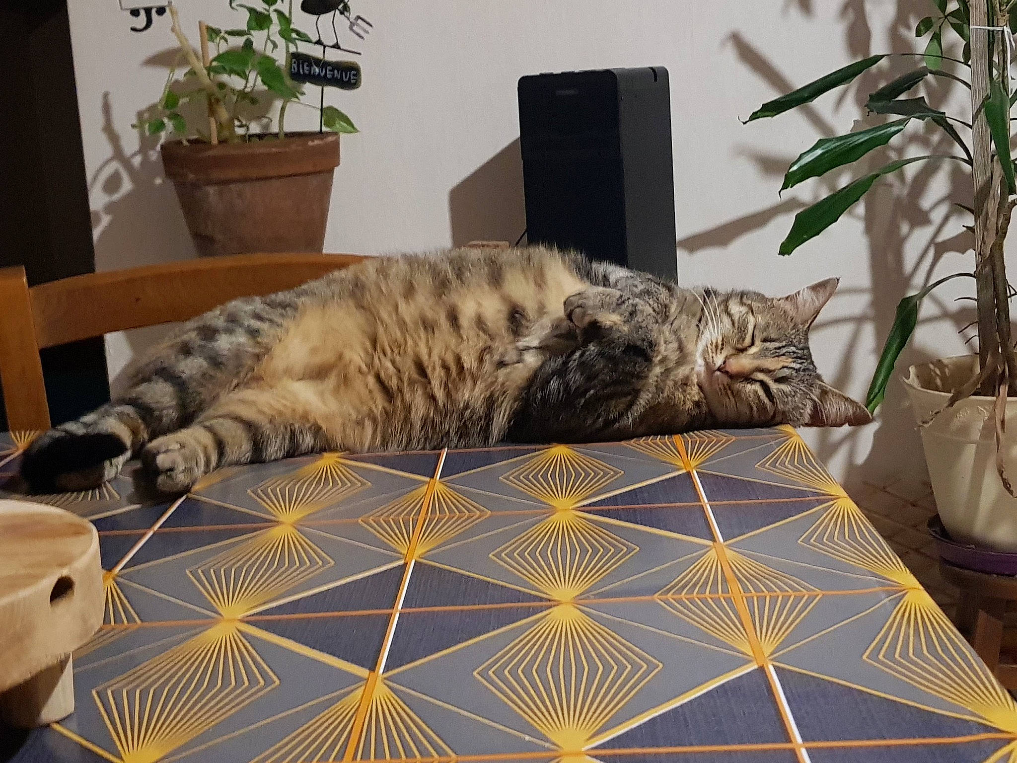 Pooky a rejoint le concours — aidez-le/la à gagner de superbes lots ! american_shorthair, asian, bengal, carnivore, cat, domestic_short_haired_cat, dragon_li, european_shorthair, felidae, floor, fur, furniture, interior_design, ocicat, room, small_to_medium_sized_cats, tabby_cat, table, textile, whiskers