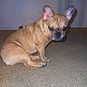 Nala joined the competition — help win amazing prizes! dog, french_bulldog, pet, canine, sitting, indoor, carpet, floor, home, portrait, wrinkles, bat_ears, short_coat, brown_dog, looking_at_camera, flash_photography, animal, companion, cute, funny_expression
