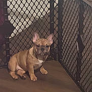 Nala is registered to the contest to win money with this photo: dog, puppy, french_bulldog, pet, animal, sitting, indoors, playpen, crate, brown_fur, short_snout, upright_ears, white_chest, floor, home, portrait, cute, serious_expression, canine, companion_animal