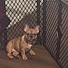 dog, puppy, french_bulldog, pet, animal, sitting, indoors, playpen, crate, brown_fur, short_snout, upright_ears, white_chest, floor, home, portrait, cute, serious_expression, canine, companion_animal