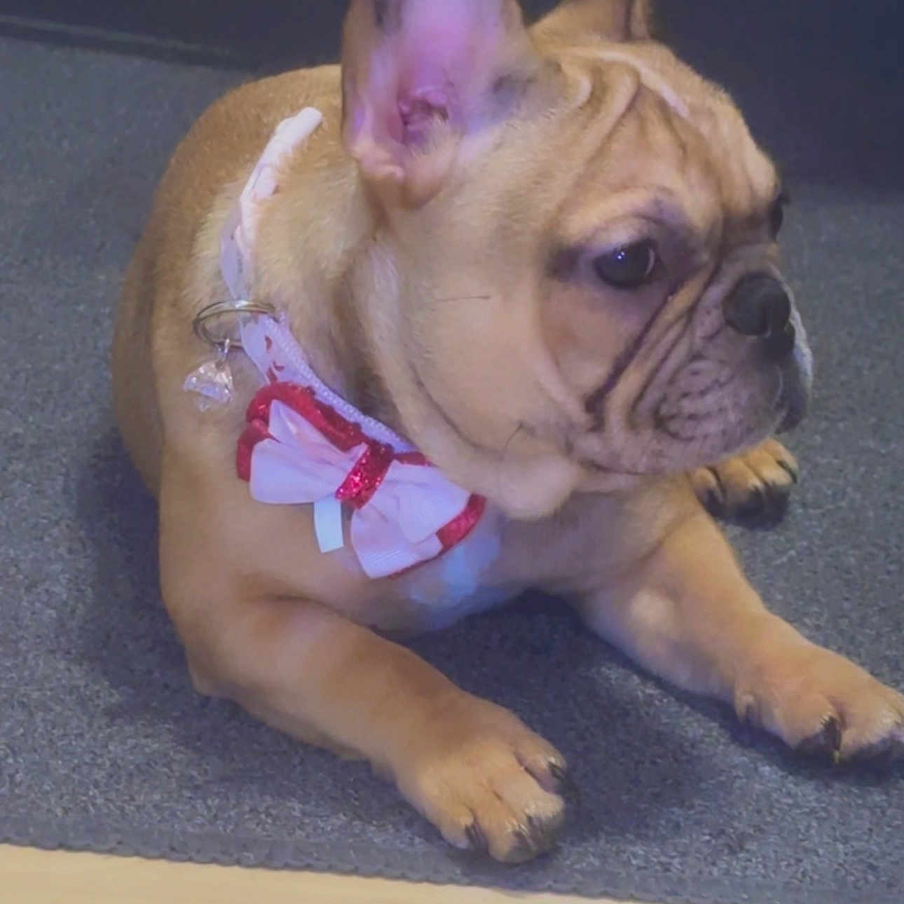 Nala joined the competition — help win amazing prizes! bulldog, puppy, dog, pet, animal, wrinkles, fawn_coat, bow, ribbon, accessory, carpet, indoor, living_room, lying_down, front_paws, floppy_ears, short_muzzle, cute, portrait, floor