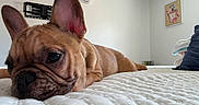 Nala is registered to the contest to win money with this photo: dog, french_bulldog, pet, animal, lying_down, bed, bedroom, wrinkles, short_snout, large_ears, brown_coat, black_nose, sleepy, relaxed, close_up, portrait, indoors, home, bedding, cute