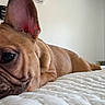 dog, french_bulldog, pet, animal, lying_down, bed, bedroom, wrinkles, short_snout, large_ears, brown_coat, black_nose, sleepy, relaxed, close_up, portrait, indoors, home, bedding, cute