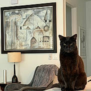Ringo joined the competition — help win amazing prizes! cat, black_cat, indoor, living_room, furniture, lamp, armchair, blanket, table, marble, artwork, wall_art, expression, pet, domestic_animal, sitting, cozy, modern, interior, home