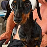 Astra participe au concours pour gagner de l'argent avec cette photo : dog, dachshund, black_and_tan, pet, animal, towel, headwear, funny, portrait, standing, table, indoors, human, owner, grooming, short_hair, floppy_ears, brown_eyes, close_up, photography