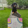 dog, dachshund, puppy, black_and_tan, pet, animal, sitting, portrait, outdoor, garden, backyard, artificial_grass, rock, boulder, tree, house, solar_panels, birthday, handmade_sign, colorful