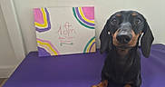 Astra participe au concours pour gagner de l'argent avec cette photo : dog, dachshund, black_and_tan, pet, animal, portrait, sitting, indoors, purple_cushion, colorful_artwork, brown_eyes, floppy_ears, long_snout, short_legs, paws, fur, cute, camera_facing, home, close_up
