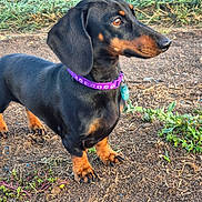 Astra participe au concours pour gagner de l'argent avec cette photo : dog, dachshund, black_and_tan, shorthaired, outdoor, standing, pet, canine, collar, purple_collar, tag, long_body, short_legs, floppy_ears, brown_markings, grass, soil, garden, portrait, animal_photography