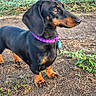 dog, dachshund, black_and_tan, shorthaired, outdoor, standing, pet, canine, collar, purple_collar, tag, long_body, short_legs, floppy_ears, brown_markings, grass, soil, garden, portrait, animal_photography