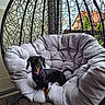 Astra participe au concours pour gagner de l'argent avec cette photo : dog, dachshund, small_dog, black_and_tan, pet, animal, sitting, cushioned_chair, hanging_chair, balcony, outdoor, patio, home, furniture, cushion, purple_collar, wooden_floor, window, residential_buildings, portrait