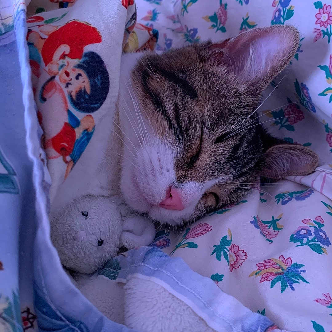 Seymour a rejoint le concours — aidez-le/la à gagner de superbes lots ! bed, blanket, cat, close_up, comfort, cozy, cute, cute_pet, feline, floral_pattern, indoor, peaceful, pink_nose, plush_toy, relaxation, resting, sleeping, soft_fur, tabby, whiskers