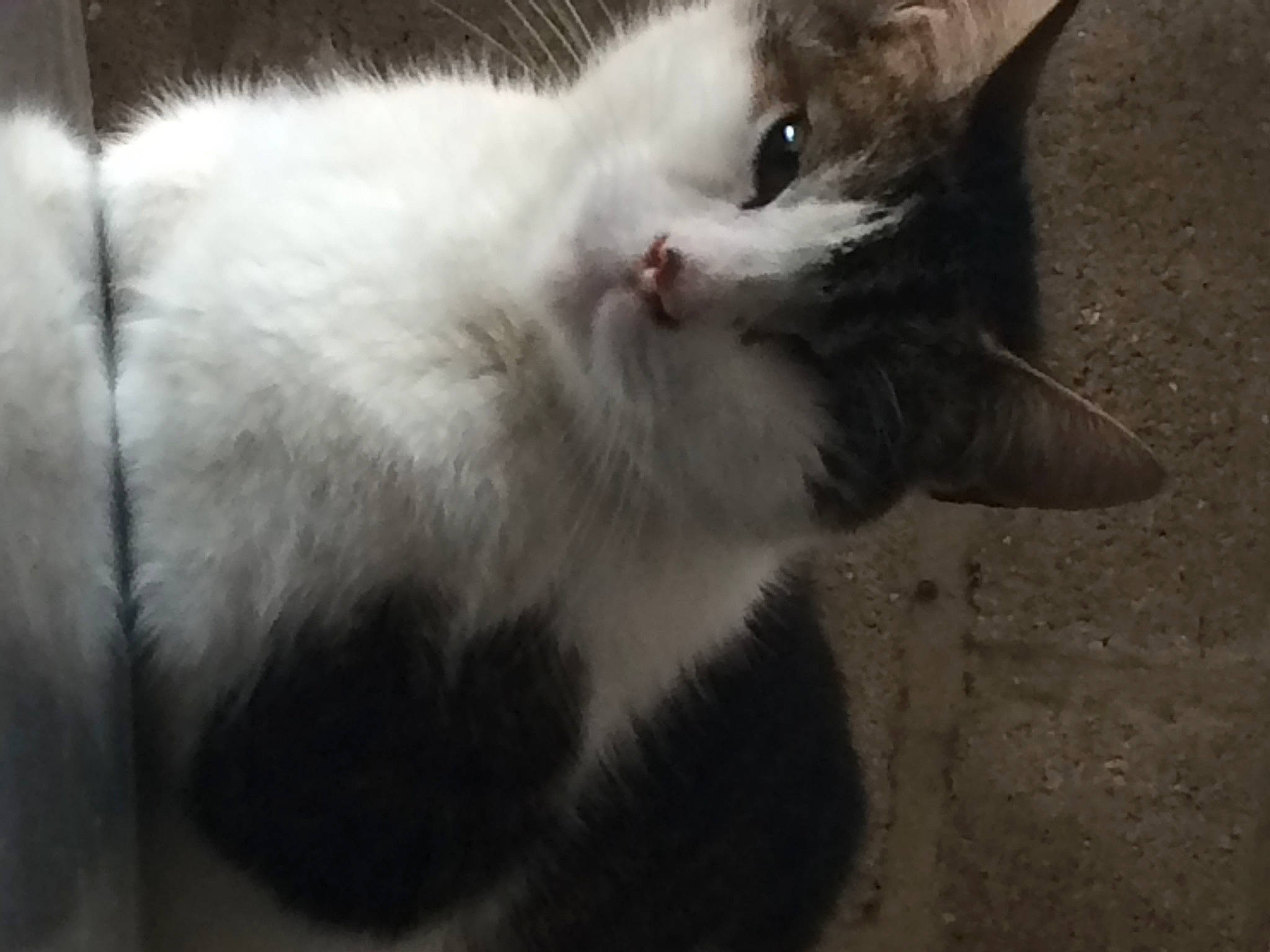 Filou a rejoint le concours — aidez-le/la à gagner de superbes lots ! cat, domestic_short_haired_cat, felidae, fur, paw, small_to_medium_sized_cats, tail, whiskers