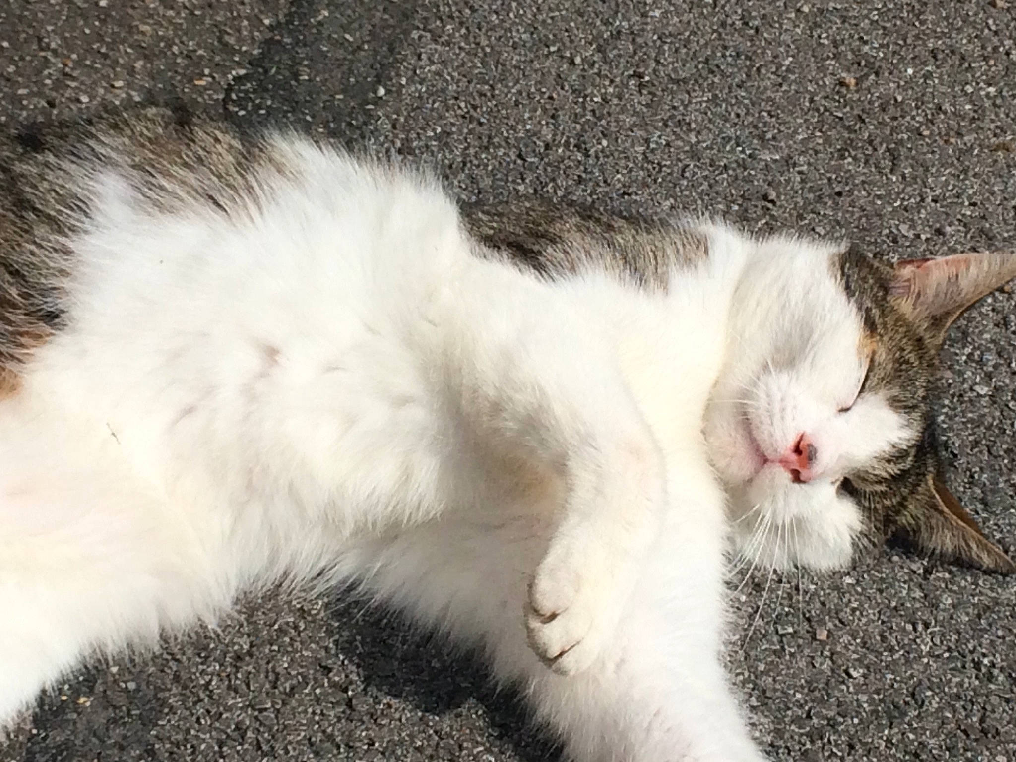 Filou participe au concours pour gagner de l'argent avec cette photo : asphalt, carnivore, cat, claw, domestic_short_haired_cat, felidae, fur, grass, nap, paw, small_to_medium_sized_cats, snout, tail, terrestrial_animal, whiskers