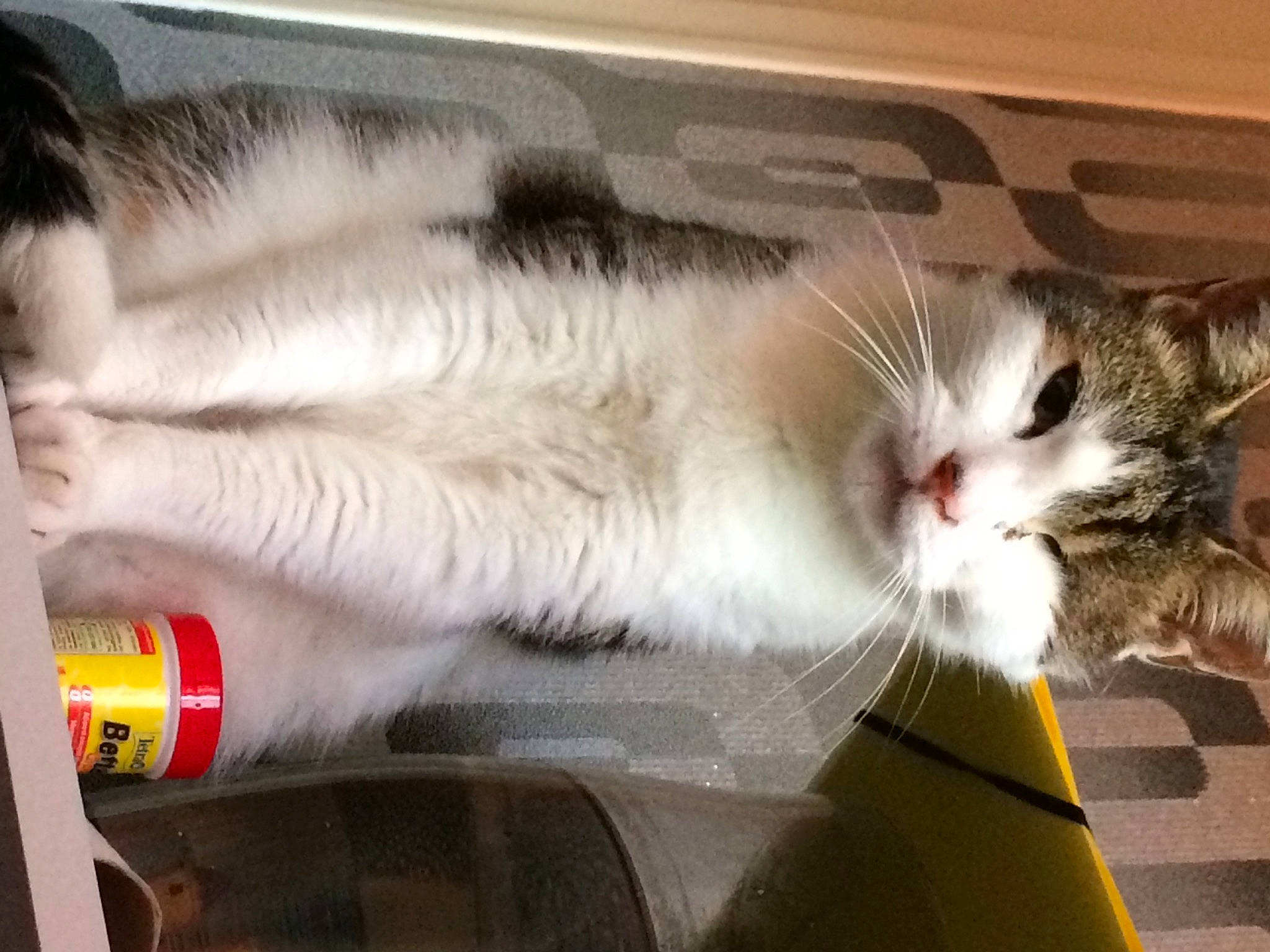 Filou participe au concours pour gagner de l'argent avec cette photo : box, cardboard, carnivore, cat, claw, comfort, domestic_short_haired_cat, felidae, foot, fur, human_leg, paw, small_to_medium_sized_cats, snout, tail, vertebrate, whiskers, window, windscreen_wiper, windshield