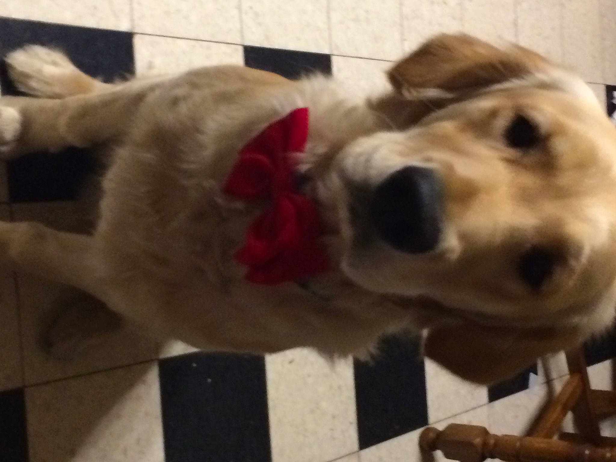 Optimus a rejoint le concours — aidez-le/la à gagner de superbes lots ! canidae, carnivore, collar, companion_dog, dog, dog_breed, dog_collar, dog_supply, ear, fawn, fur, metal, paw, pet_supply, puppy_love, selfie, snout, sporting_group, whiskers, working_animal