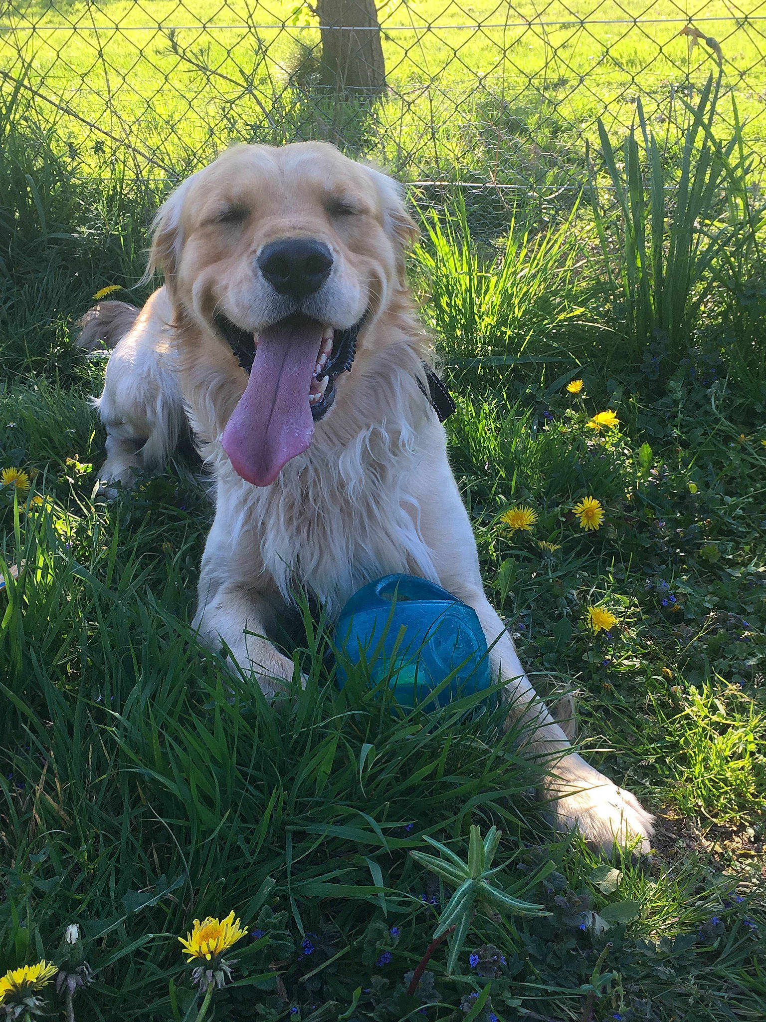 Optimus participe au concours pour gagner de l'argent avec cette photo : carnivore, companion_dog, dog, dog_breed, dog_supply, fang, fawn, flower, garden_hose, grass, groundcover, gun_dog, lawn, leash, people_in_nature, plant, snout, sporting_group, whiskers, working_dog