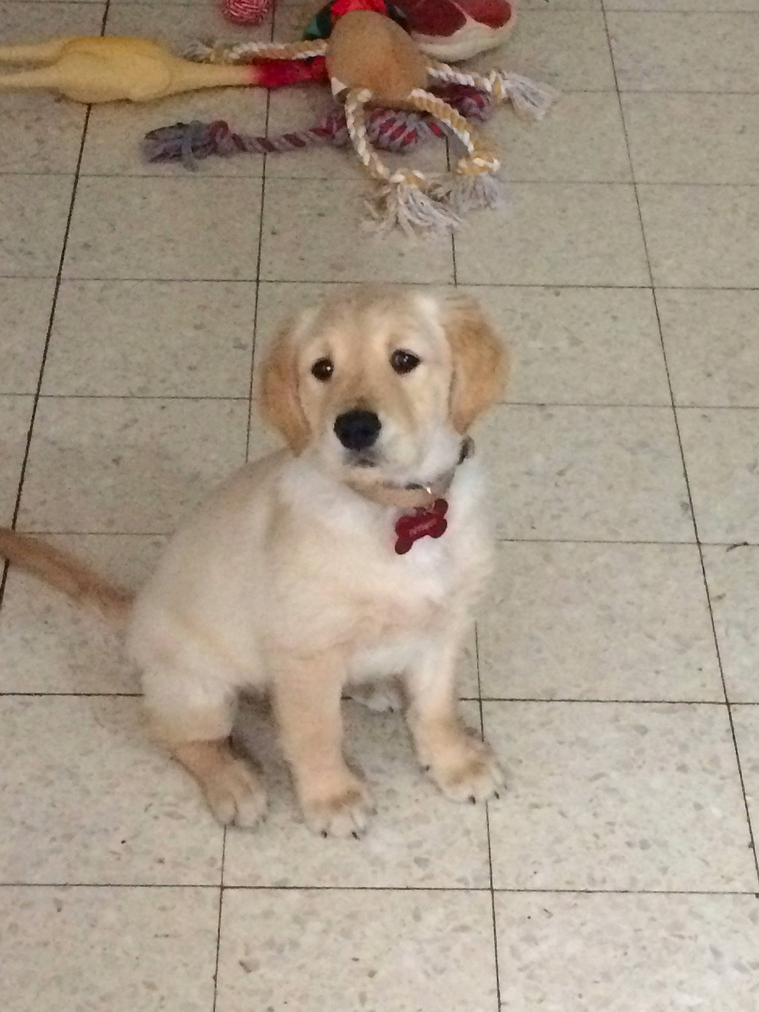 Optimus participe au concours pour gagner de l'argent avec cette photo : carnivore, companion_dog, dog, dog_breed, dog_collar, dog_supply, fawn, floor, flooring, fur, leash, paw, pet_supply, sidewalk, snout, sporting_group, street_dog, tail, wood, working_animal