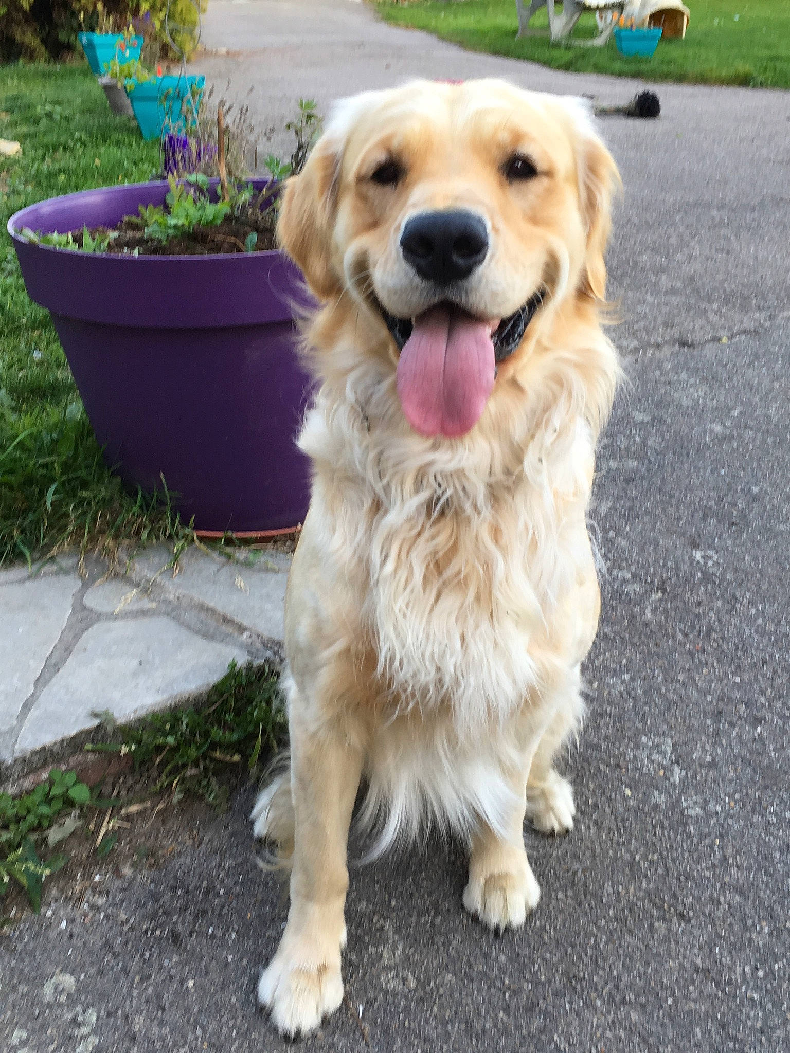 Optimus participe au concours pour gagner de l'argent avec cette photo : annual_plant, asphalt, carnivore, collar, companion_dog, dog, dog_breed, fawn, flower, flowerpot, fur, golden_retriever, grass, gun_dog, houseplant, plant, retriever, road_surface, sporting_group, working_dog