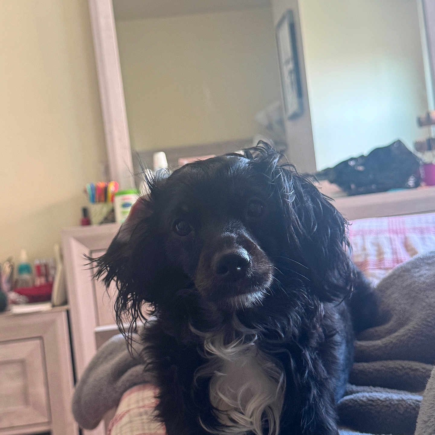 Pookie is registered to the contest to win money with this photo: animal, architecture, bed, bedroom, building, canine, cockerspaniel, couch, dog, furniture, homedecor, indoors, livingroom, papillon, pet, poodle, puppy, room, shelf, terrier
