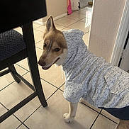 Canelo is registered to the contest to win money with this photo: dog, hoodie, clothing, indoor, tile_floor, chair, playful, pet, canine, animal, furniture, smiling, light, room, wall, doorway, home, looking_back, cute, domestic
