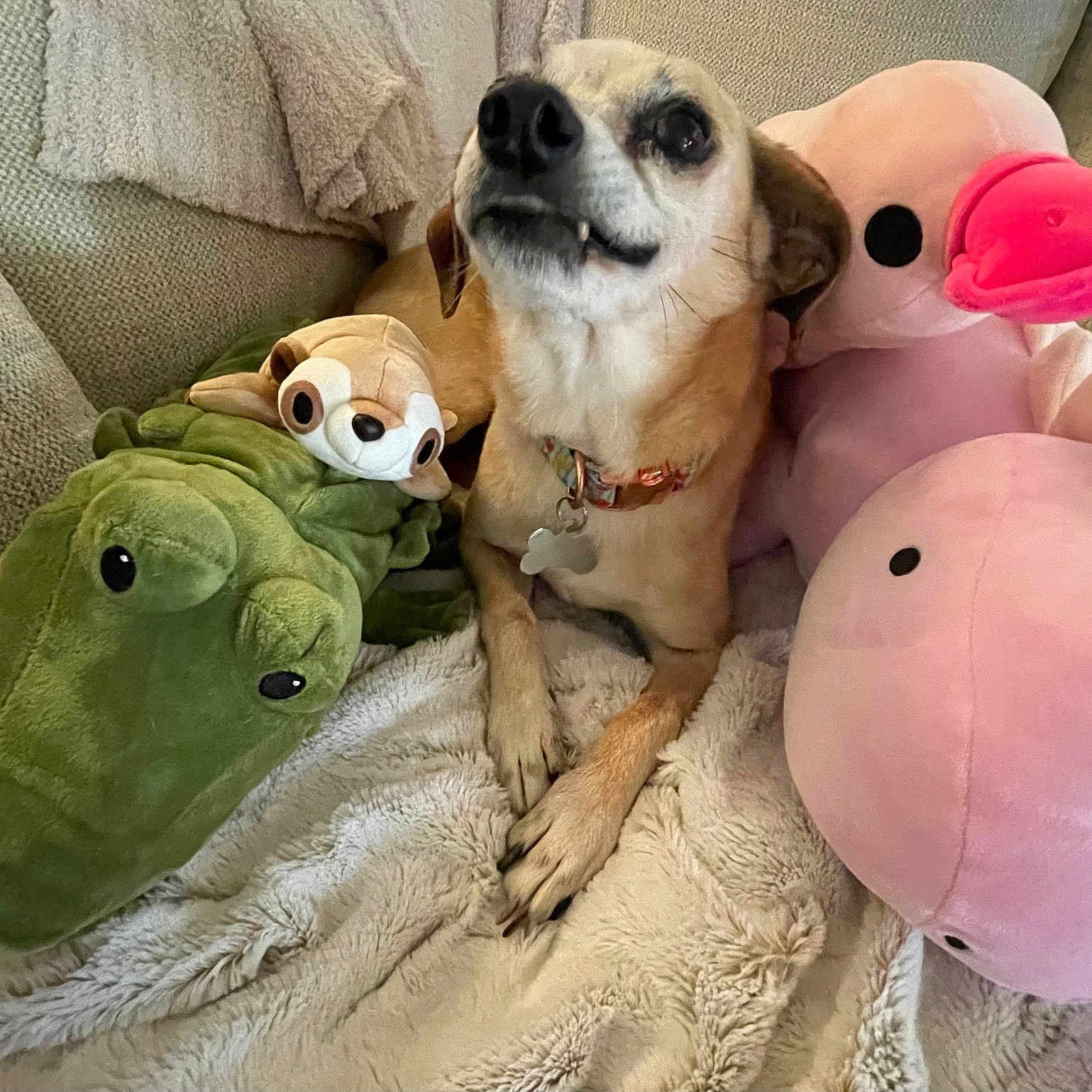 Gummie Bear joined the competition — help win amazing prizes! dog, stuffed_toy, plush, blanket, couch, cozy, animal, pet, pink, green, meerkat, crocodile, duck, relaxing, indoor, cute, fur, collar, snout, toy