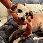 Gummie Bear joined the competition — help win amazing prizes! dog, toy, plush_toy, blanket, cushion, indoor, pet, lying_down, brown_dog, small_dog, playful, bite, cozy, home, fabric, relaxed, animal, cute, companion, furniture