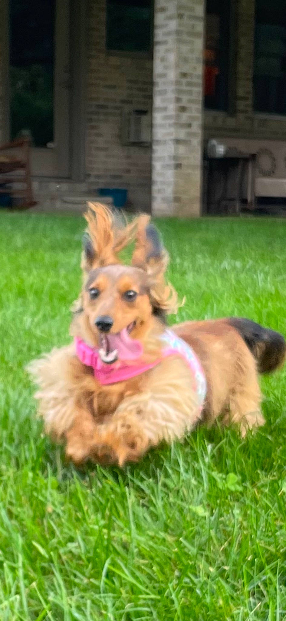 Paisley joined the competition — help win amazing prizes! canidae, carnivore, collar, companion_dog, dog, dog_breed, dog_supply, fawn, fur, grass, herding_dog, liver, paw, pet_supply, plant, snout, sporting_group, tail, whiskers, working_dog