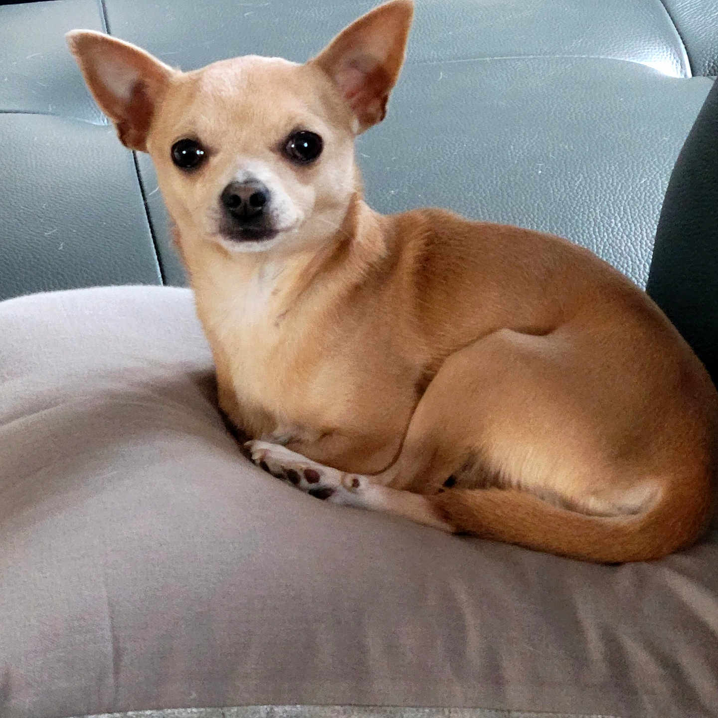 Ulyss participe au concours pour gagner de l'argent avec cette photo : dog, chihuahua, small_dog, tan_dog, pet, animal, sitting, couch, sofa, indoors, portrait, looking_at_camera, upright_ears, short_hair, brown_coat, white_chest, curled_tail, cozy, home, cute