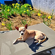 Ulyss participe au concours pour gagner de l'argent avec cette photo : dog, chihuahua, small_dog, pet, animal, outdoor, sunlight, sunbathing, patio, garden, flowers, yellow_flowers, chair, lounge_chair, backyard, soil, house, shadow, tan_fur, relaxed