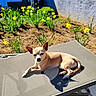 dog, chihuahua, small_dog, pet, animal, outdoor, sunlight, sunbathing, patio, garden, flowers, yellow_flowers, chair, lounge_chair, backyard, soil, house, shadow, tan_fur, relaxed