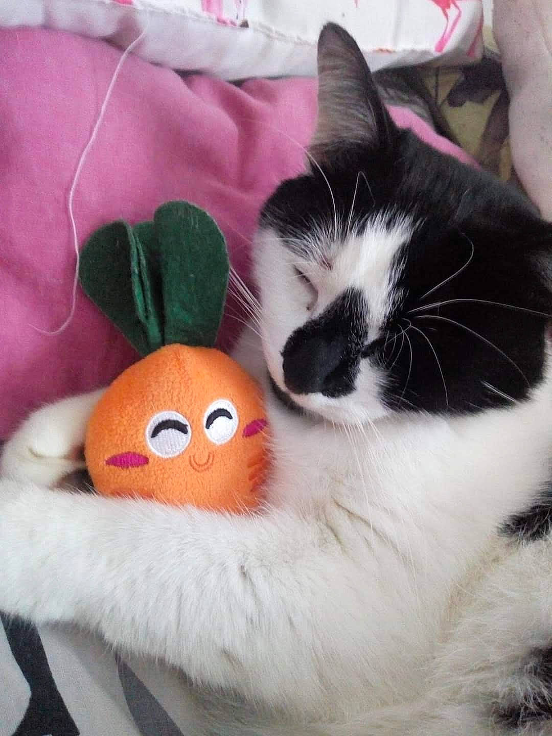 Olaf participe au concours pour gagner de l'argent avec cette photo : carnivore, cat, claw, felidae, fur, kitten, paw, polydactyl_cat, small_to_medium_sized_cats, whiskers