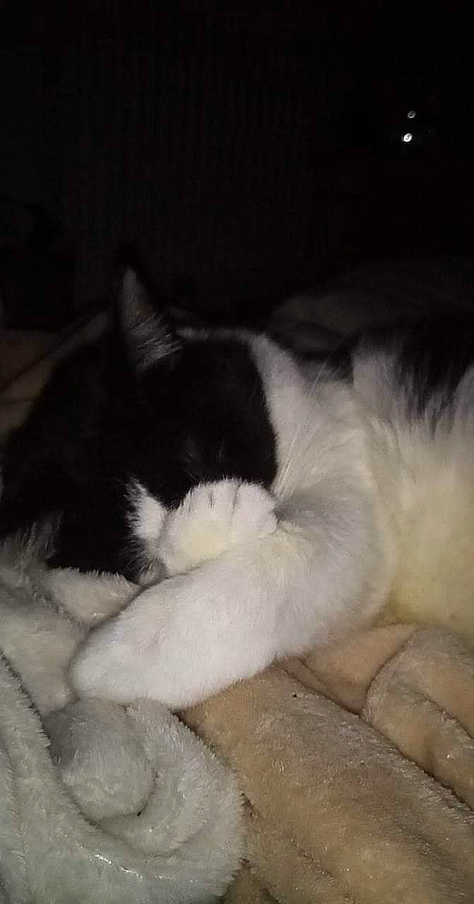 Olaf a rejoint le concours — aidez-le/la à gagner de superbes lots ! black_and_white, carnivore, cat, felidae, fur, kitten, nap, norwegian_forest_cat, polydactyl_cat, sleep, small_to_medium_sized_cats, tail, whiskers