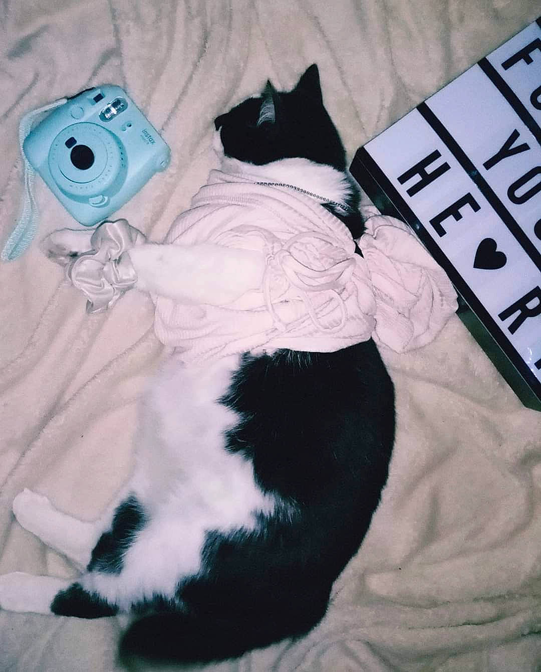 Olaf a rejoint le concours — aidez-le/la à gagner de superbes lots ! carnivore, cat, ear, felidae, fur, small_to_medium_sized_cats, t_shirt, tail, whiskers, white