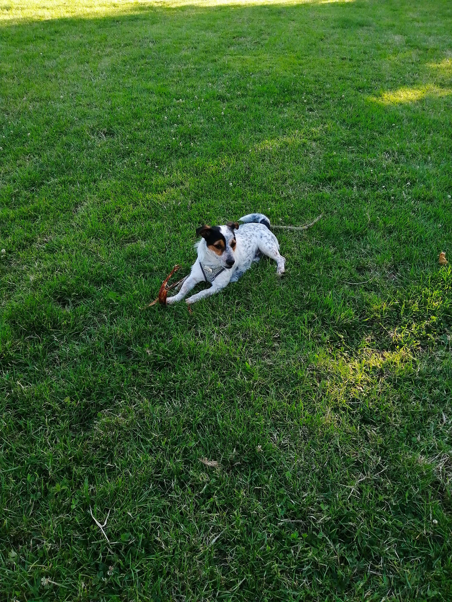 Pumba participe au concours pour gagner de l'argent avec cette photo : artificial_turf, canidae, carnivore, companion_dog, danish_swedish_farmdog, dog, dog_breed, fox_terrier, grass, grass_family, green, jack_russell_terrier, lawn, meadow, plant, pointer, rat_terrier, sporting_group, tail, terrier