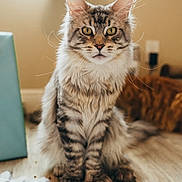Doja joined the competition — help win amazing prizes! cat, feline, fluffy, sitting, yellow_eyes, indoor, wooden_floor, curious, pet, animal, domestic, fur, whiskers, ears, portrait, blurred_background, cozy, mammal, tabby, companion