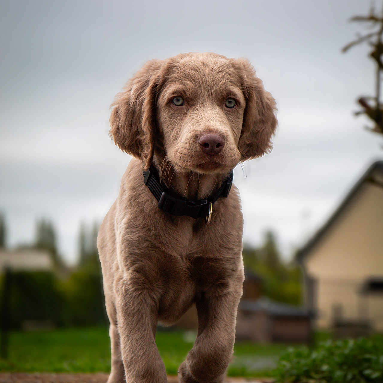 Basko a rejoint le concours — aidez-le/la à gagner de superbes lots ! puppy, dog, canine, young, walking, outdoor, grass, collar, fur, pet, animal, nature, house, background, curious, closeup, portrait, daytime, cute, mammal