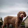 Basko a rejoint le concours — aidez-le/la à gagner de superbes lots ! puppy, dog, flower, grass, outdoor, pet, animal, brown_fur, collar, young, curious, nature, sky, house, garden, greenery, pet_collar, side_view, standing, cute