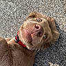 dog, close_up, nose, whiskers, red_collar, pebbles, outdoor, playful, pet, fur, animal, portrait, lying_down, brown_fur, canine, expression, sunlight, texture, curious, funny