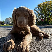Basko a rejoint le concours — aidez-le/la à gagner de superbes lots ! puppy, dog, outdoor, sunlight, gravel, blue_sky, tree, house, collar, tag, pet, animal, canine, closeup, daytime, nature, cute, young, relaxed, shadow