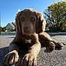 puppy, dog, outdoor, sunlight, gravel, blue_sky, tree, house, collar, tag, pet, animal, canine, closeup, daytime, nature, cute, young, relaxed, shadow