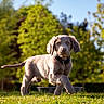 Basko participe au concours pour gagner de l'argent avec cette photo : puppy, dog, grass, outdoor, nature, sunlight, greenery, trees, young, pet, animal, collar, curious, walking, daytime, background_blur, mammal, playful, summer, canine