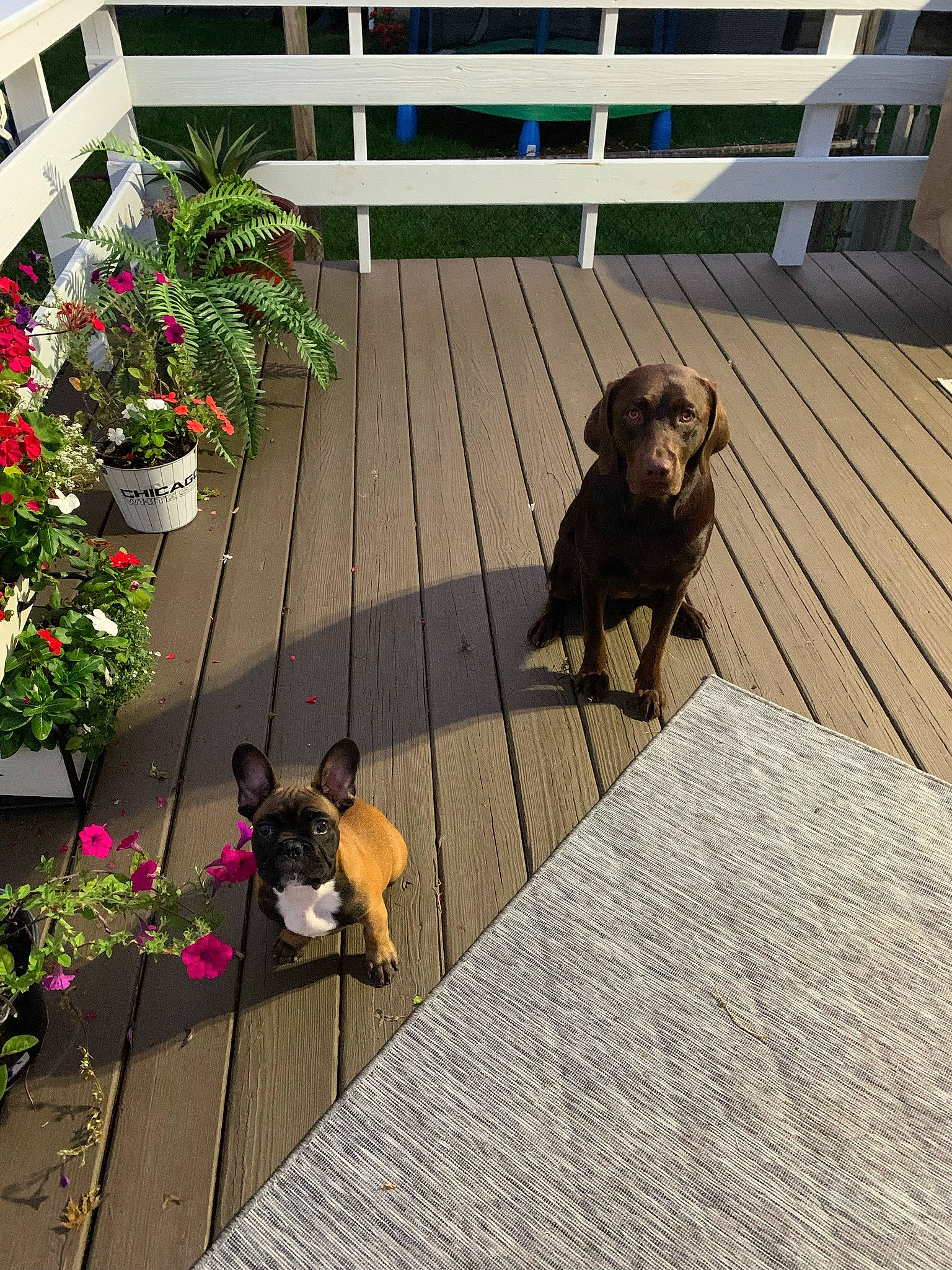 Jolene is registered to the contest to win money with this photo: carnivore, companion_dog, dog, dog_breed, fawn, floor, flooring, flower, flowerpot, grass, hardwood, leisure, plant, road_surface, roof, sporting_group, tail, tints_and_shades, window, wood